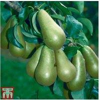 Pear 'Conference' Bare Root Fruit Tree - Late-Season, Hardy, Long Storage
