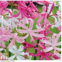 Mixed Nerine Bowdenii Flowering Bulbs - Hardy Autumn Perennial