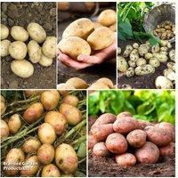 Potato Must Have Collection - 5kg Seed Potato Tubers, Mixed Varieties