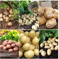Potato Favourites Mixed Collection - 6 Top-Yielding Varieties