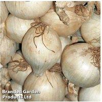 Onion 'Snowball' - Hardy Autumn & Spring Planting Bulbs