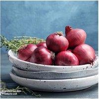 Spring-Planted Onion 'Romy' - Heat-Treated Red Bulb, Vigorous & Long-Storing