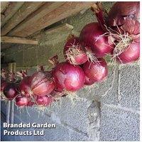 Onion (Spring) 'Red Baron' - Flavourful, Decorative Bulb Crop