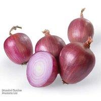 Spring Onion 'Rosanna Pink' - Gourmet, Mild, Heat-Treated Bulbs