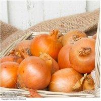 Onion (Spring) 'Cupido' - High-Yielding Allium for Easy Growing