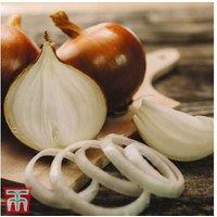 Onion 'Setton' Spring Plant Set - High-Yield, Award-Winning Variety