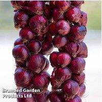 Organic Spring Onion 'Red Baron' - Vibrant Red Bulbs, Strong Flavour