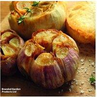 Garlic 'Germidour' Softneck Bulbs - French Variety for Spring & Autumn Planting
