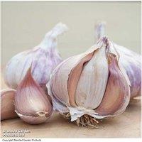 Garlic 'Flavor' (Allium sativum) - Spring-Planted Italian Pink, 2 Bulbs