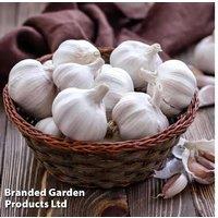 Garlic 'Cledor' Softneck Bulbs - Spring & Autumn Planting, 2-Pack