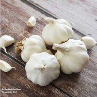 Garlic 'Solent Wight' - Dual-Season Hardy Softneck Bulb