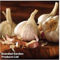 Garlic 'Picardy Wight' - Hardy Softneck Bulb for Spring & Autumn Planting