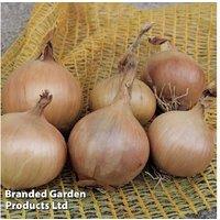 Organic Spring Onion 'Sturon' - Award-Winning Bulb, 45cm Tall