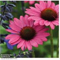 Echinacea Purpurea 'Magnus' Perennial - Vibrant Flowering Plant