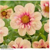 Dahlia 'Rhubarb and Custard' - Flowering Perennial, Up to 6 Tubers
