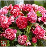 Begonia Camelia Flowering Tubers - Deep Rose Blooms, Summer to Autumn