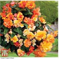 Mixed Begonia Tuber Collection - 5 Varieties, Summer-Flowering, Easy Care