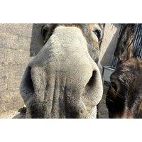 60-Min Donkey Trekking and Feeding Experience for up to 4 on Wetley Moor, Stoke-on-Trent