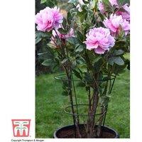 XL Peony & Herbaceous Perennial Plant Support Frame - Extra Large 66x42cm