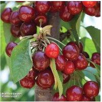 Cherry Stella Patio Standard Tree - Self-Fertile Dessert Cherry