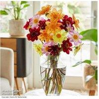 Dahlia 'Collarette Mix' Flowering Perennial Tubers - 5 or 10 Pack