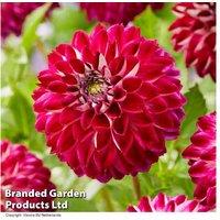 Dahlia Perfect Pom Pom Collection - Flowering Perennial Bulbs