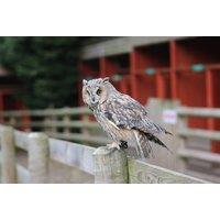 2 Hour Birds of Prey Experience with Falconry Experts - Burton-On-Trent