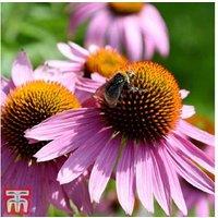 6 Pink Echinacea Perennial Plants - Hardy Summer Flowering Bare Roots