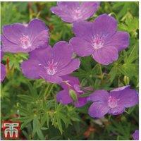 10 Hardy Perennial Geraniums - Mixed Flowering Bare Root Plants