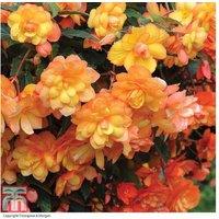Begonia 'Apricot Shades' Tuberous Flowering Plants - 20 Tubers