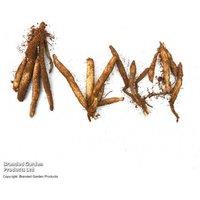 15 Mixed Alstroemeria Perennial Flowering Plants - Hardy Garden Hybrids