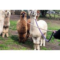 Guided Alpaca Walk For 2 at Daisy Farm, Birmingham