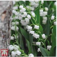 Lily of the Valley Perennial - 12 Fragrant White Flowering Plants