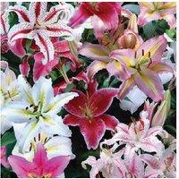 Giant Oriental Lily Bulbs - Flowering Perennial, Fragrant, 24-Pack