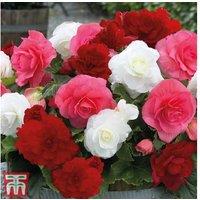 Begonia Nonstop Berries & Cream - Flowering Patio Bedding, 10 Tubers