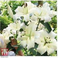 Giant Flowered Lily Bulb Mix - Perennial, Fragrant Blooms, 15 or 30 Pack