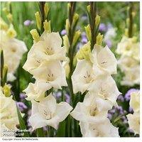 Gladioli 'Gladdies Trio' Flowering Bulb Collection - Perennial, Compact, Vibrant Blooms