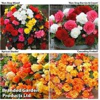 Begonia Bonanza Flowering Tubers - Continuous Bloom, Hardy, Easy Care
