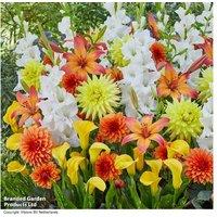 Carnival Summer Flowering Bulb Mix - Dahlias, Lilies, Gladioli & Calla