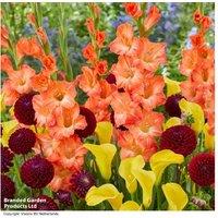 Festival Summer Flowering Bulb Mix - Dahlias, Callas & Gladioli