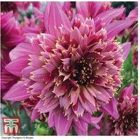 Dahlia 'Mambo' Flowering Perennial Tubers - Up to 6 Pack