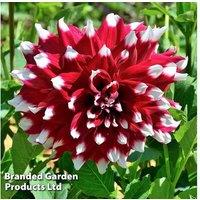 Dahlia 'Perfect Patchwork' Mix - Bi-Coloured Flowering Perennial Tubers (5 or 10 Pack)