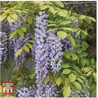 Wisteria Prolific Flowering Climbing Plant - Scented, Potted