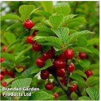 Dwarf Patio Cherry Tree 'Sylvia' - Early Fruiting, Compact, Potted