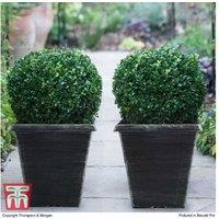 Evergreen Buxus Topiary Ball Shrub - Year-Round Structure