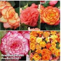 Begonia Giant Picotee Flowering Tuber Collection - 10 Tubers, Bicolour Blooms, Compact Bedding Plant