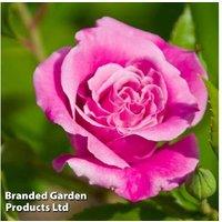 Rose 'Queen Elizabeth' - Flowering Shrub, Tall Pink Floribunda