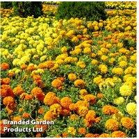 Marigold Marvel Mix Plug Plants - Giant Pom-Pom Flowering Annuals