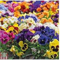 Pansy 'Summertime Mix' Flowering Plug Plants - 30 or 60 Pack