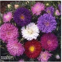 Aster 'Starlight Mixed' Flowering Perennial Plug Plants - 30 or 60 Pack